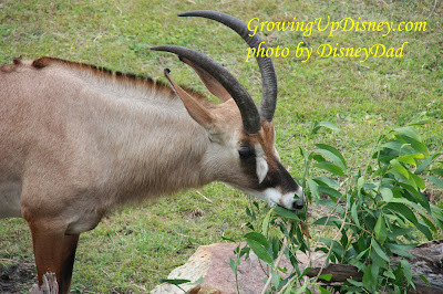 Animal Kingdom Lodge Kidani Village