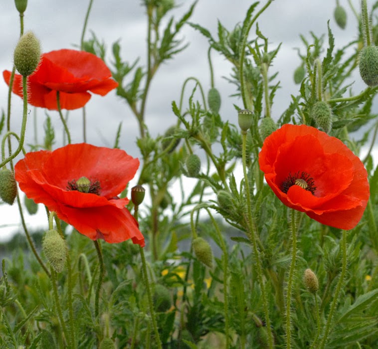 remembrance poppy flower remembrance poppy flower