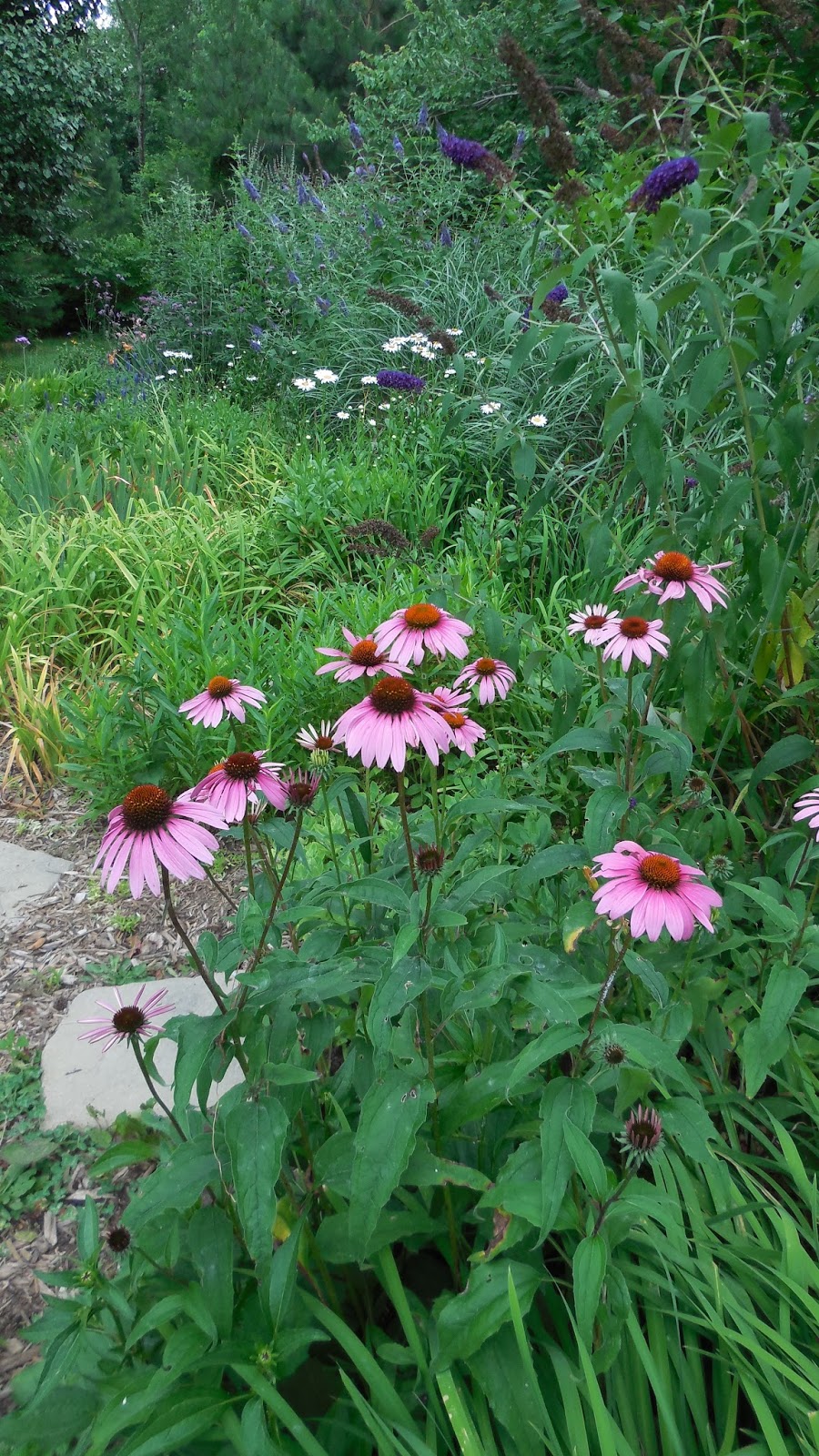 Purple Coneflowers and Shasta Daisies