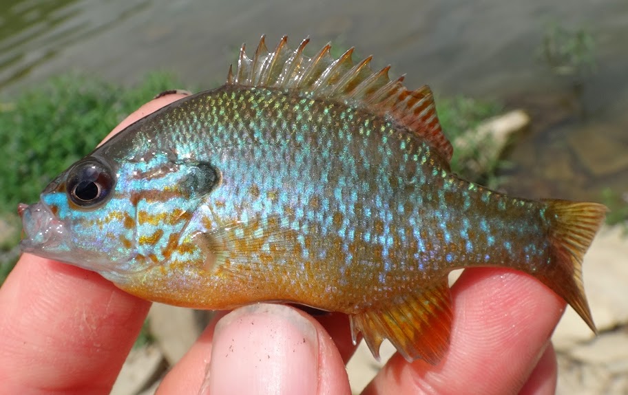 Ben Cantrell's fish species blog 2014 NANFA convention part 1