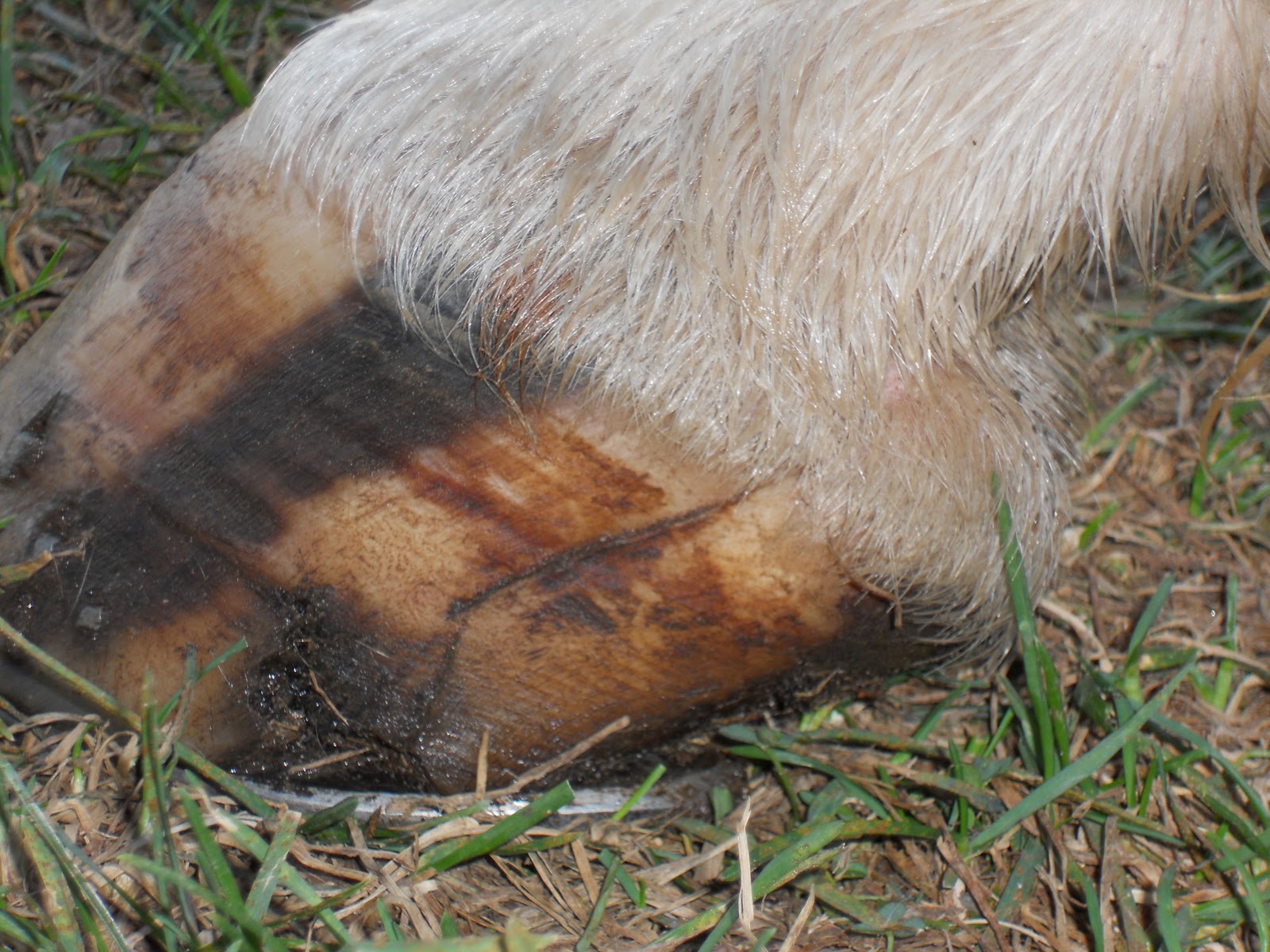 Equine Acupuncture Training Articles Acupuncture treatment of