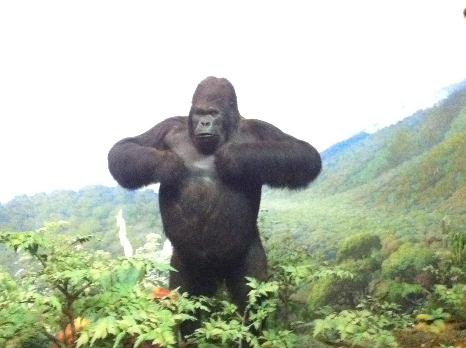 silverback gorilla beating chest
