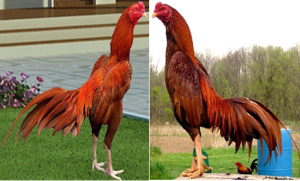 gambar ayam aduan berkelas - foto hewan