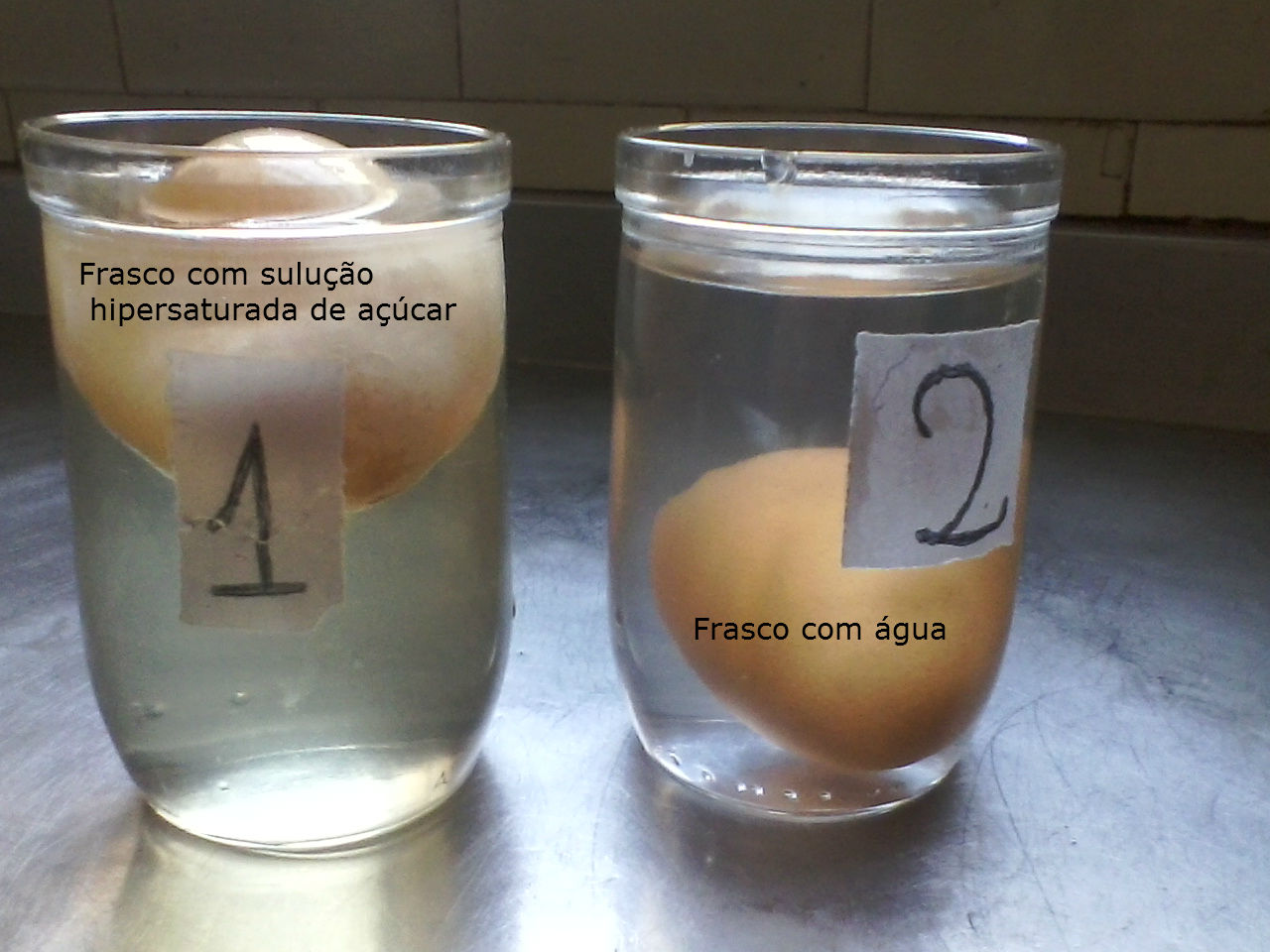 Eco-Amigos: Experimento: Osmose 
