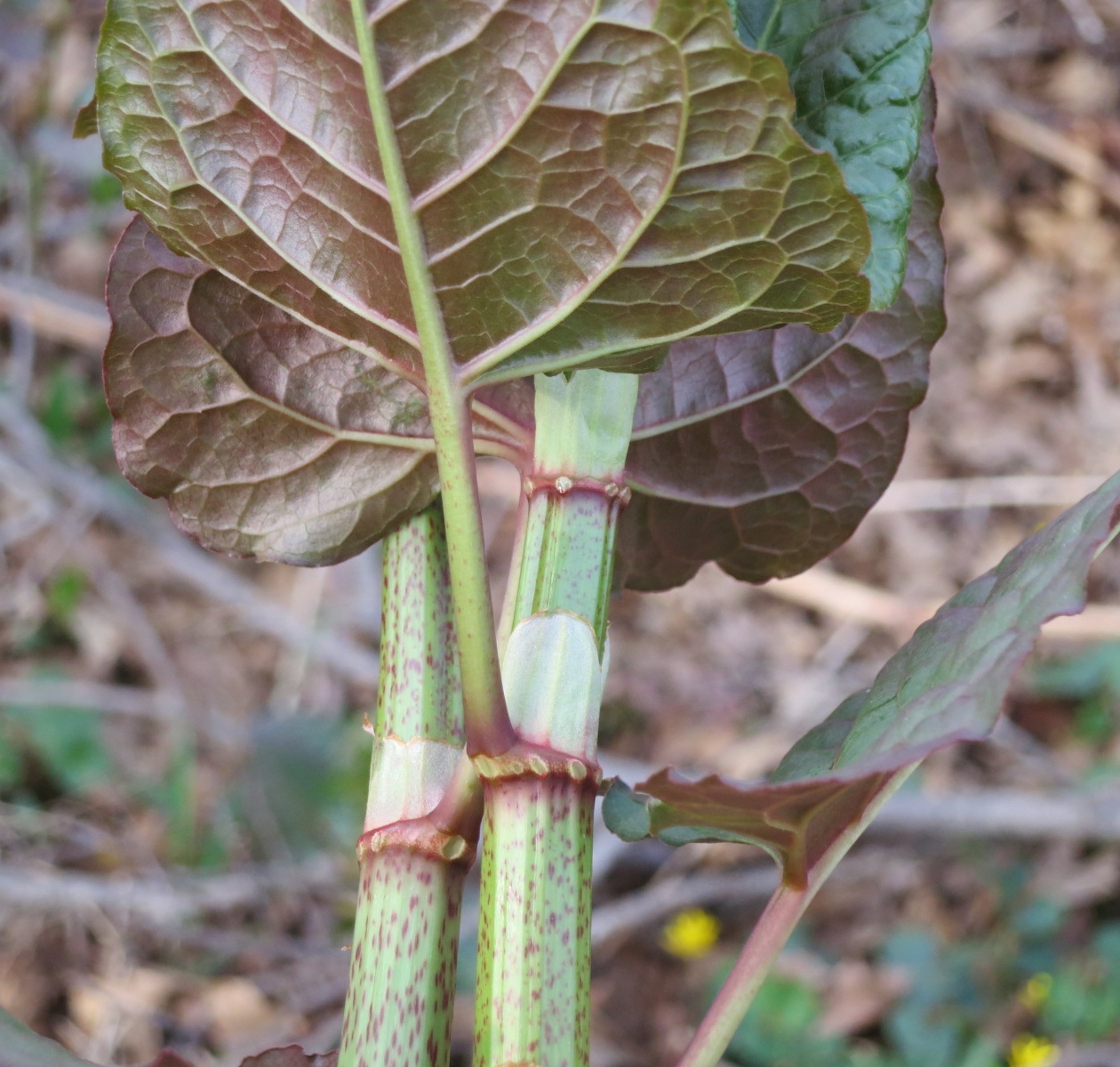The Foraged Foodie Foraging Identifying & Eating Japanese Knotweed