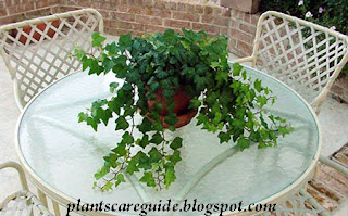 Caring for English Ivy Plant