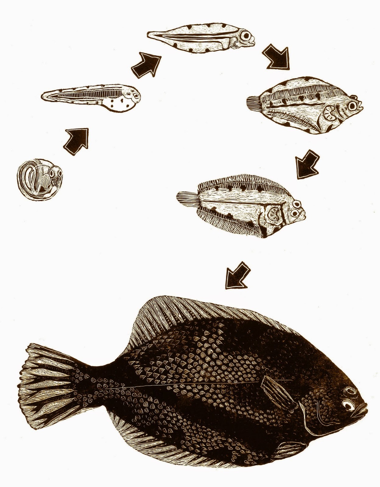OBVIOUSBLOG how flounder metamorphosis metamorphosed me