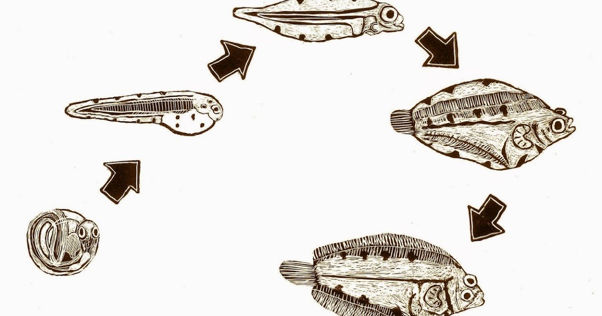 OBVIOUSBLOG how flounder metamorphosis metamorphosed me