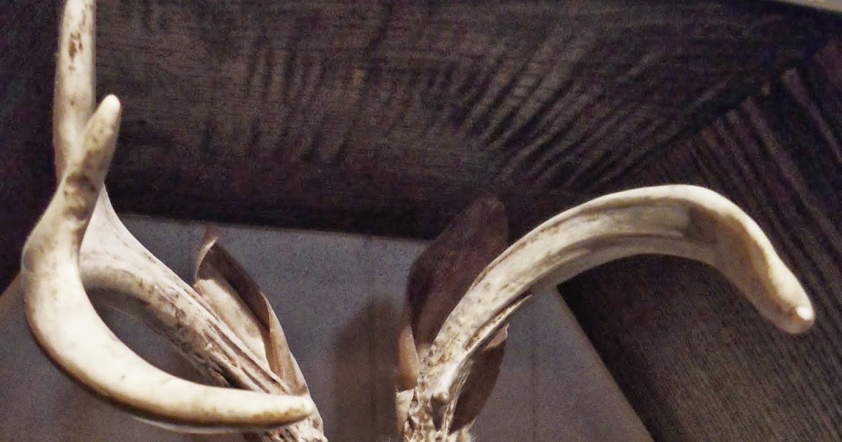 67 Not Out A Jackalope A Rabbit With Antlers Seen In Bodmin Jail