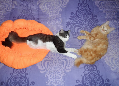 Mika & Anakin Two Legged Cat Lazy Caturday