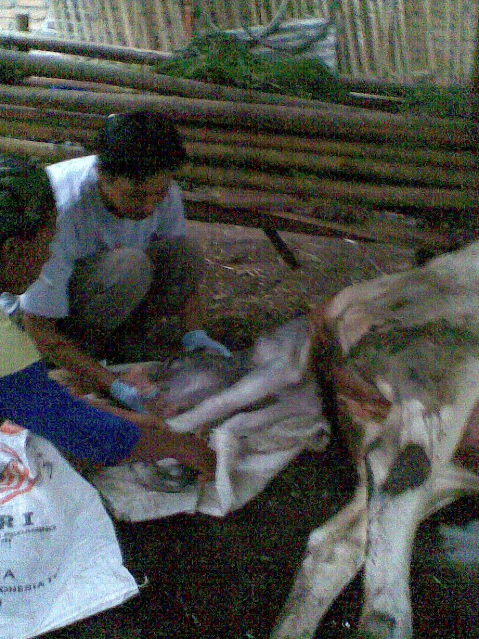Brucellosis in the Cattle | Breeding Livestock | Animal ... Brucellosis In Cattle