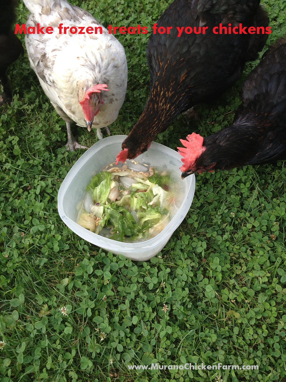 Murano Chicken Farm Frozen chicken treat for a hot day