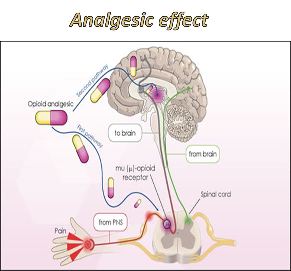 Dr. of medicine Pharmacology of NonSteroidal AntiInflammatory Drugs