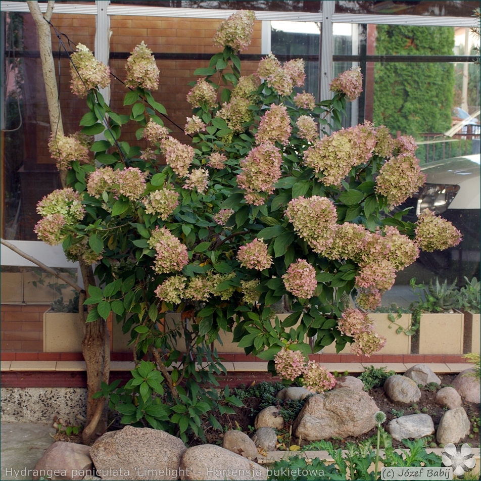Hydrangea paniculata 'Limelight' - Hortensja bukietowa jesienią