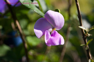 Vigna vexillata or Halunda - Pollination marvel