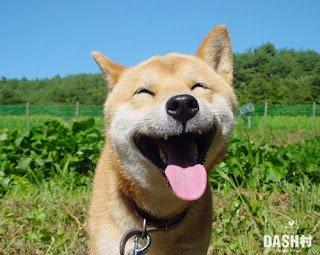 Funny Puppies and Dogs Funny Puppies and Dogs