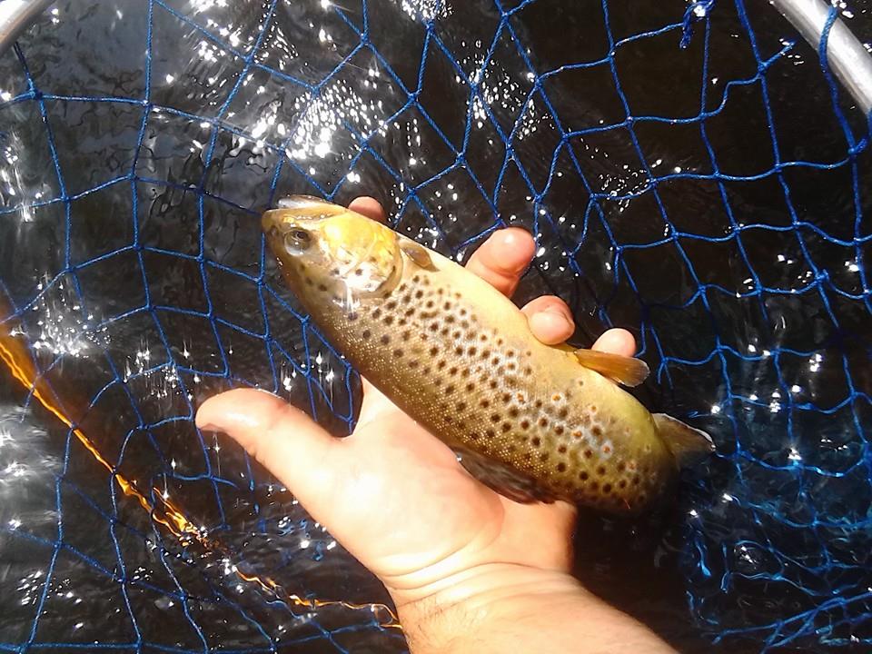 gorgeous brown trout