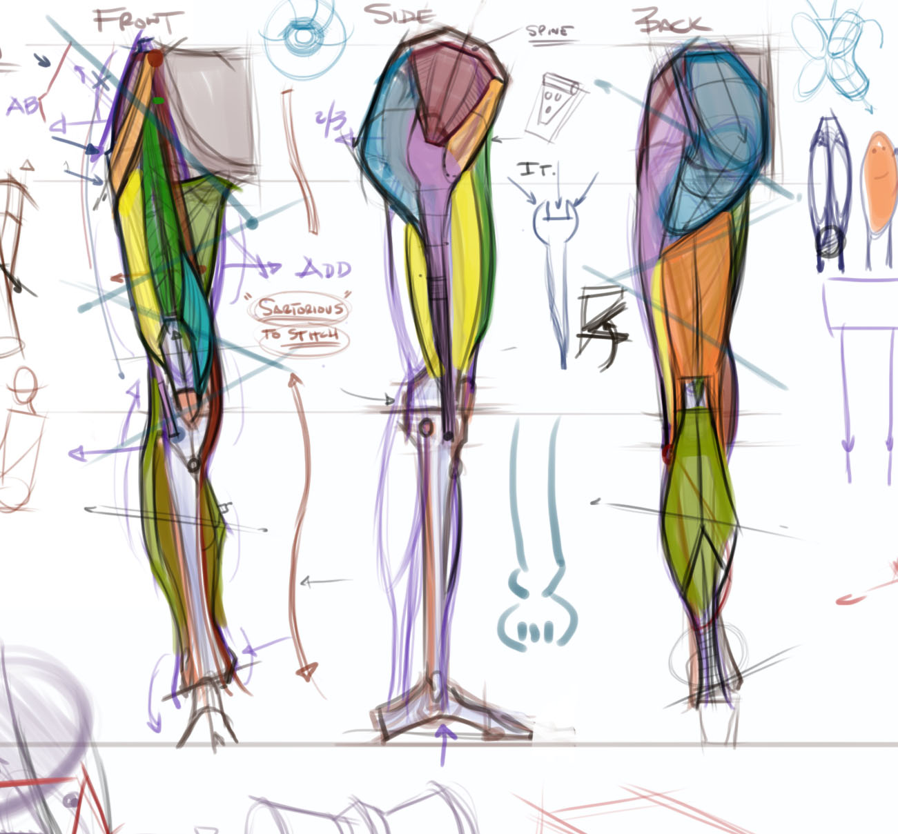 Figuredrawing Info News  Leg Anatomy