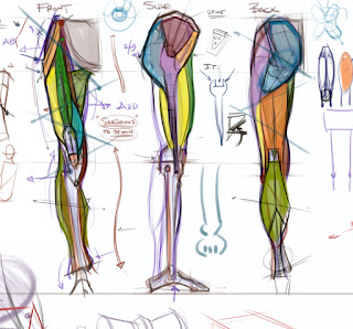 figuredrawing.info news: Leg anatomy - process