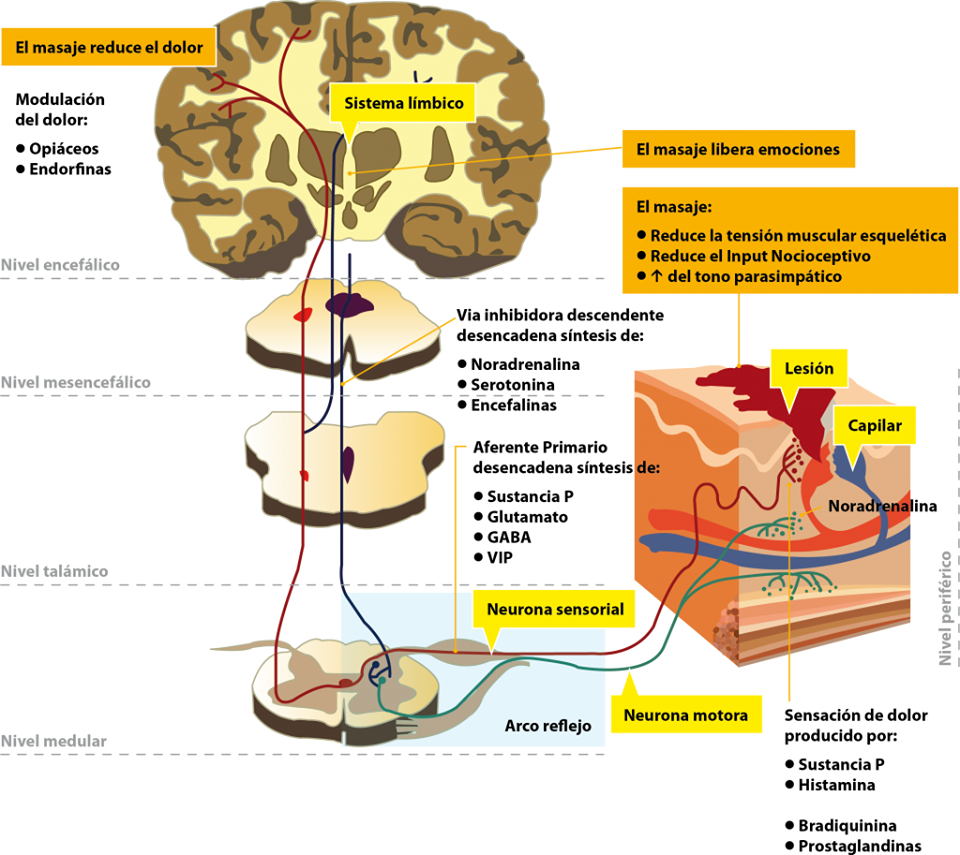 La cultura medicinal física a las curvaturas de la columna vertebral