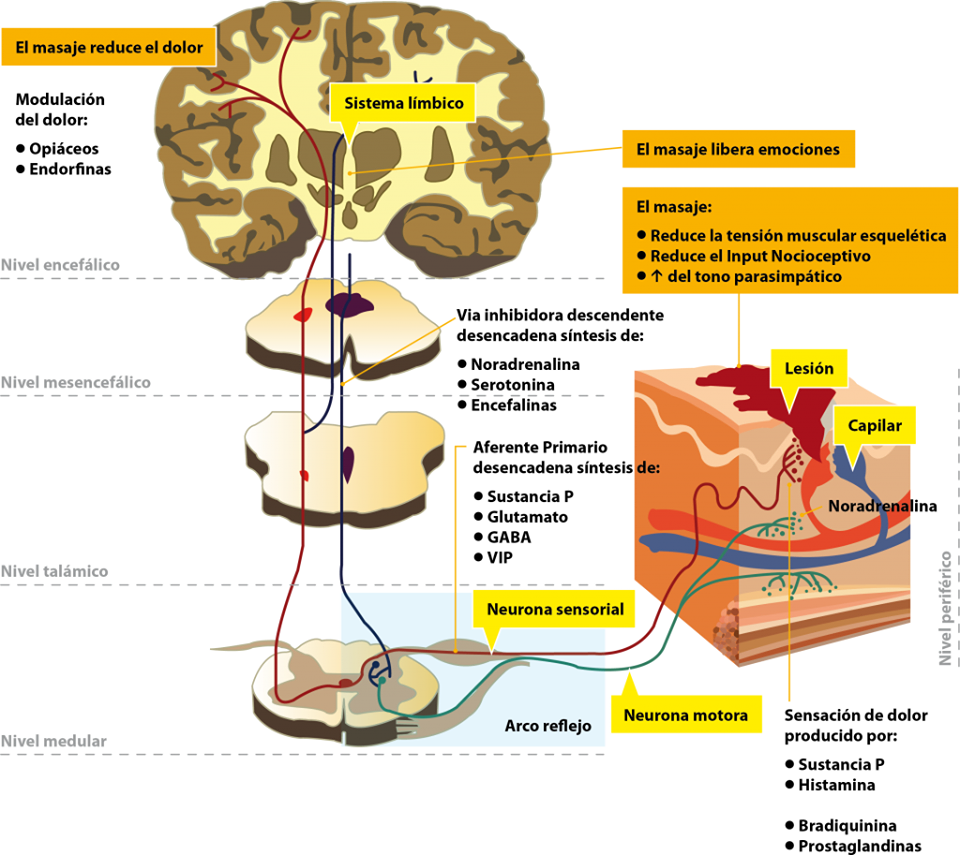Masaje y sistema nervioso