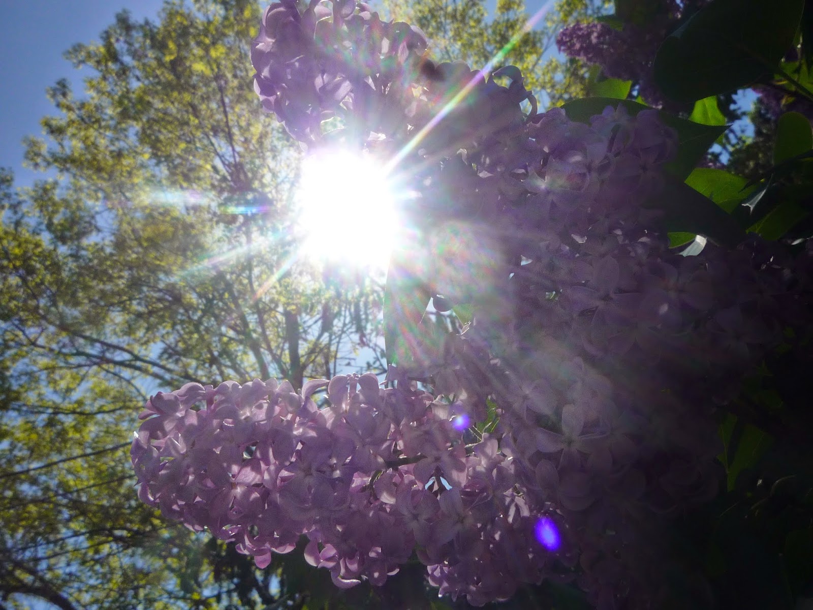 Lilacs on Memorial weekend. South Burlington, Vermont South