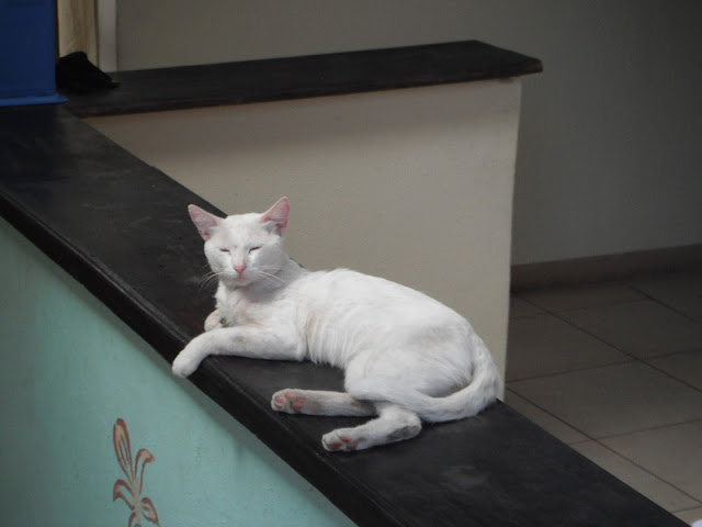 sleepy white cat on counter