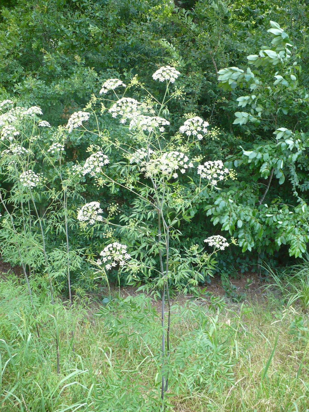 Brenda's "Texas Wild" Garden
