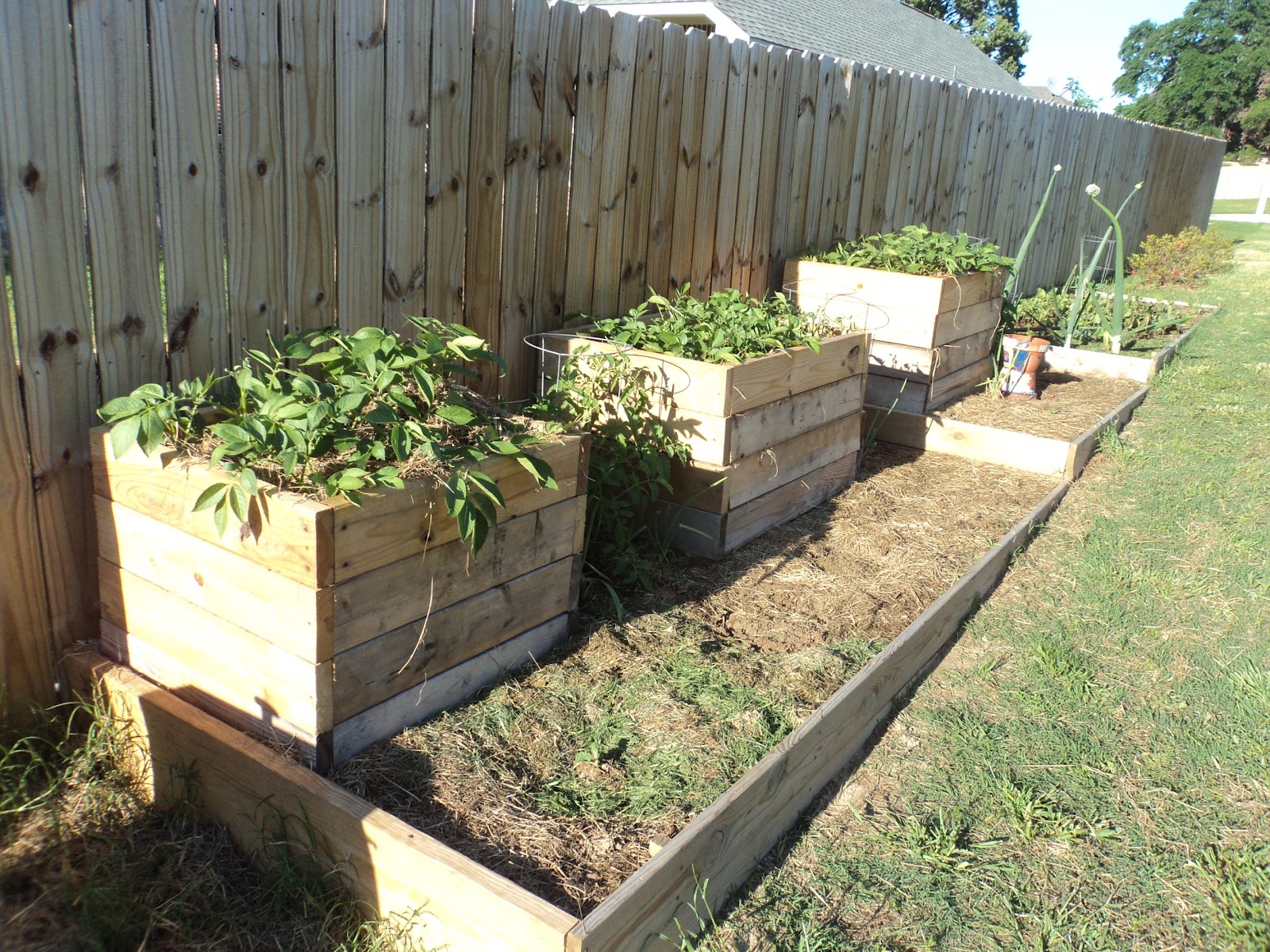 Our Provident Life Potato Bin Harvest Update