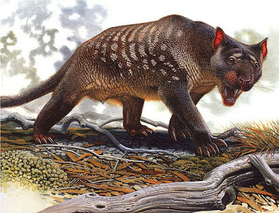 Thylacoleo carnifex