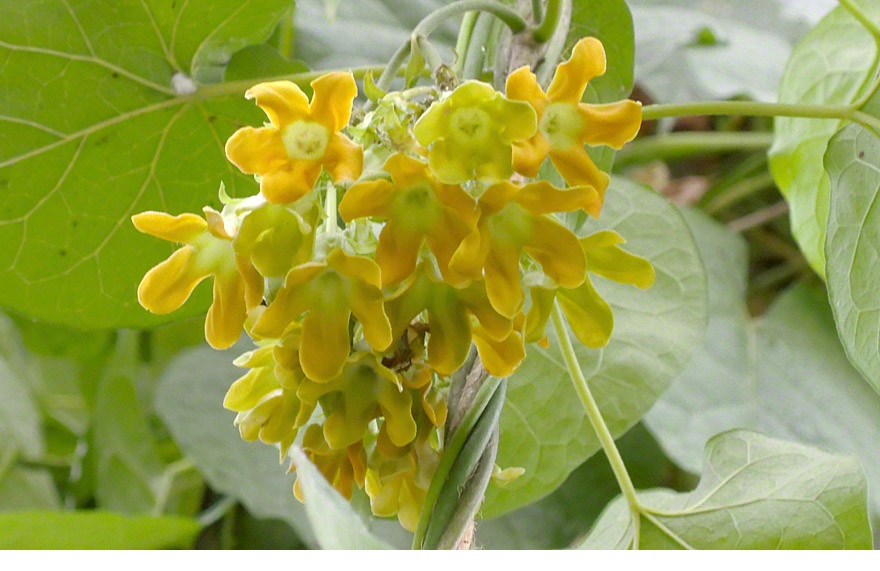 Plants For Sale Tonkin Jasmine