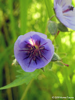 Geranium erianthum, Cranesbill or Wild Geranium.