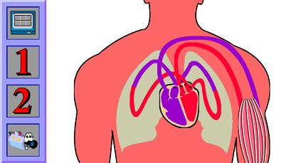 Cartoon Heart Pumping