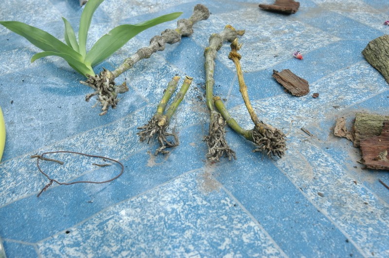 How to propagate dendrobium Orchid care tips