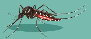 Como evitar um surto de dengue?
