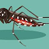 Como evitar um surto de dengue?