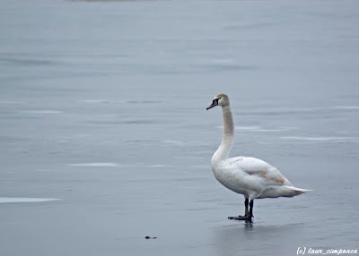 Lebada pe gheata Swan on ice Cygne Olor Schwaene Cygnus Hattyúk Κύκνος
