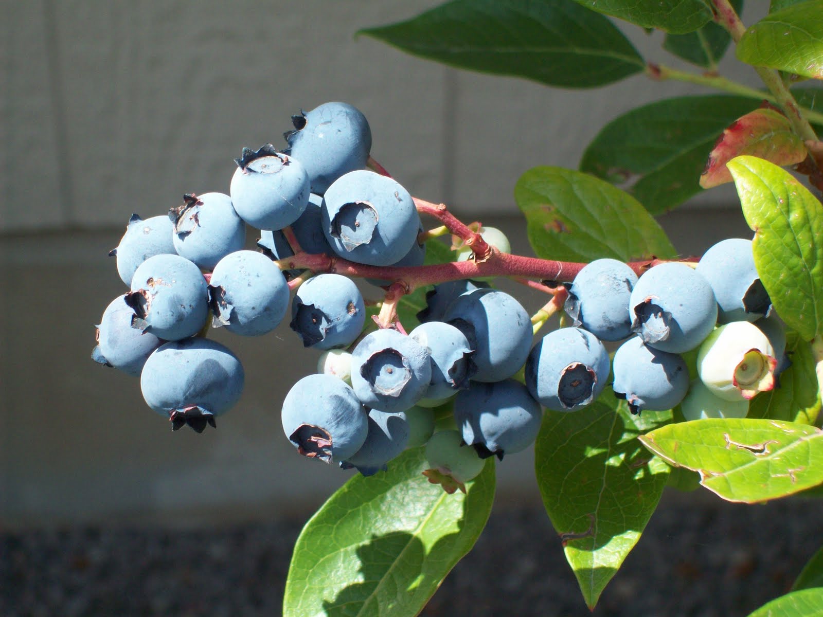 Blackthorn Bush Lat Prunus Spinosa More Just Than A Prickly