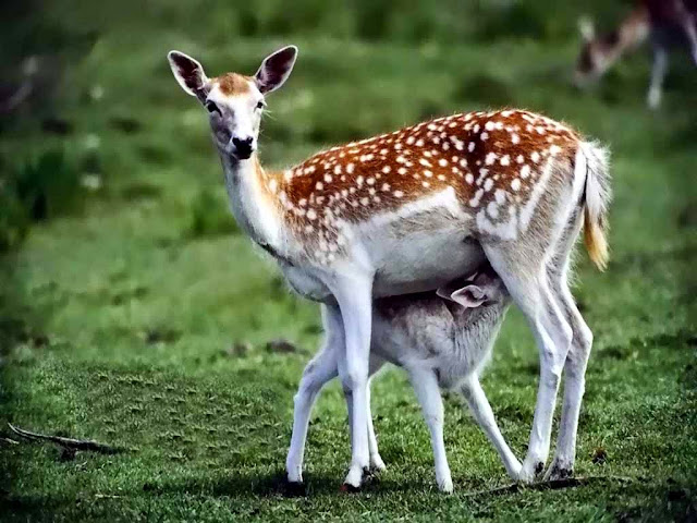 178289-Wild Deers Animal HD Wallpaperz