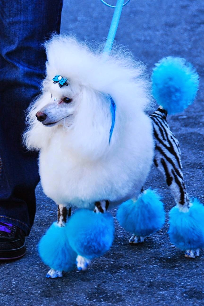 Nanaimo Info Blog Dogs You Meet Downtown Nanaimo