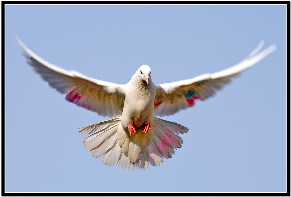 Beautiful Pigeon