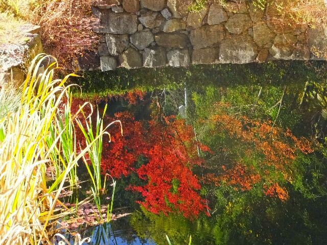 池には逆紅葉が映っていた! 池には逆紅葉が映っていた!