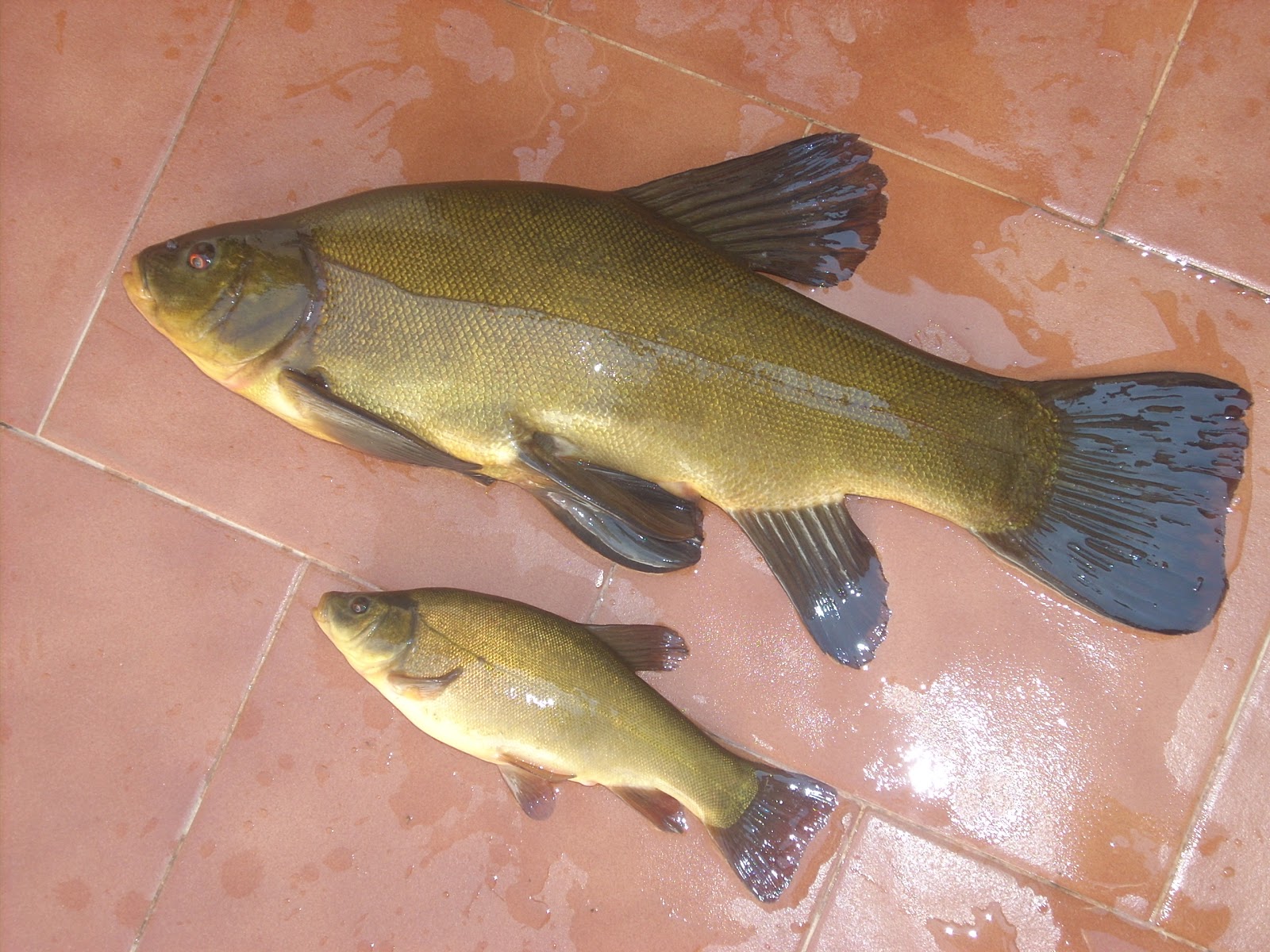 La pesca de la tenca: CEBOS - TENCAS (3)