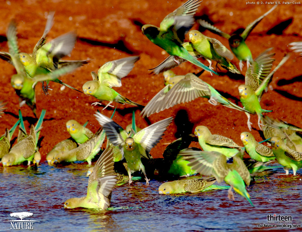 http://2.bp.blogspot.com/-y4i6Tn_C0Us/TtW6xecI81I/AAAAAAAAATU/dfofDtWlnTE/s1600/wallpaper_parrots_01.jpg