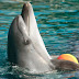 Πολύ κοντά η απαγόρευση αιχμαλωσίας των δελφινιών και στην Ελλάδα