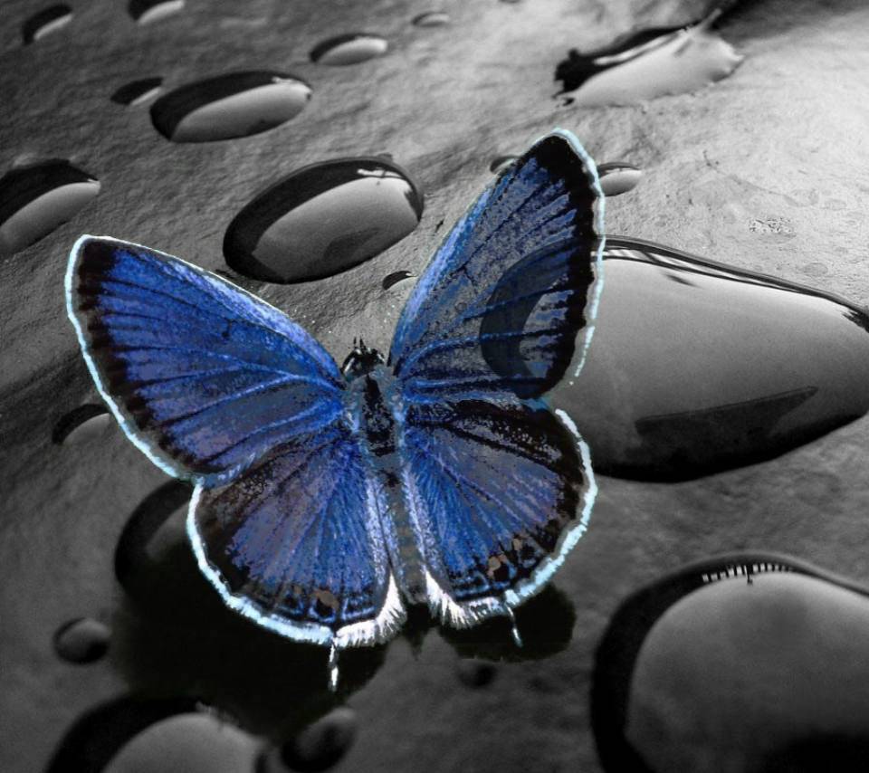 Blue Butterfly Macro HD Wallpaper For Mobile Phone Blue Butterfly Macro HD Wallpaper For Mobile Phone