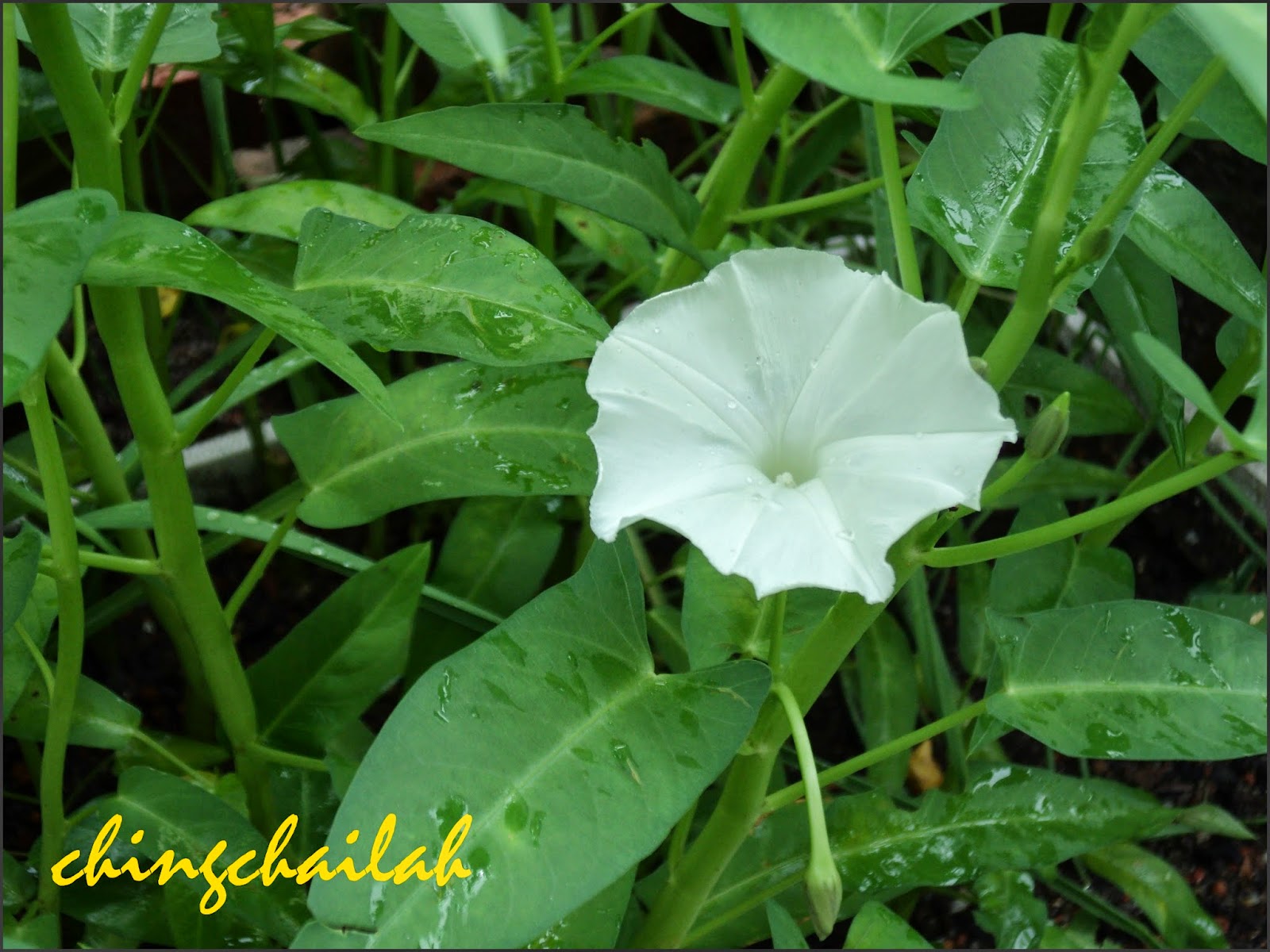 Simple Living In Nancy HOW I GROW CHINESE SPINACH (KANGKONG) IN MY GARDEN