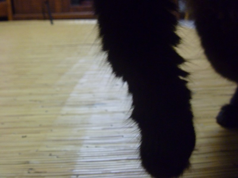 Injured kitten with broken paw (with updates) - AnimalCare