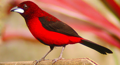 Foto: aves del Valle del Cauca colombia