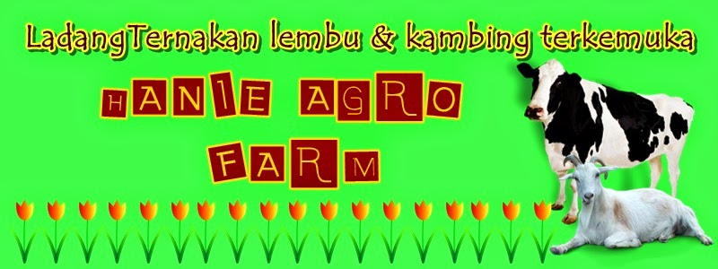 LEMBU KORBAN 